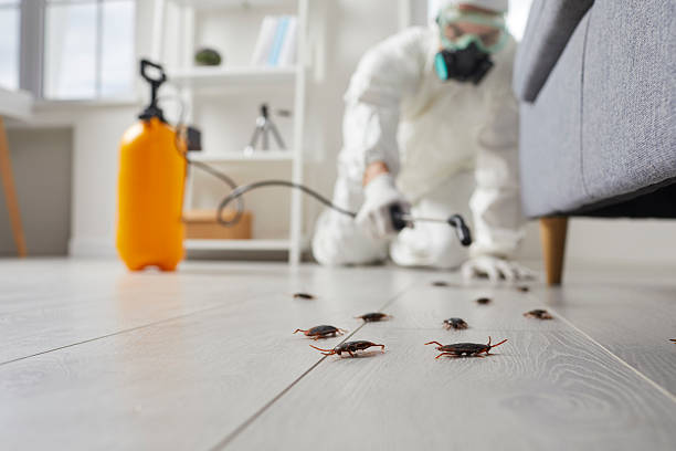Post-Treatment Bed Bug Interceptor Monitoring in Stanford